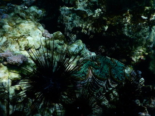 beautiful colorful coral reef in sea