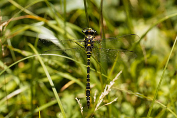 Golden ringed dragonfly (Cordulegaster boltonii)