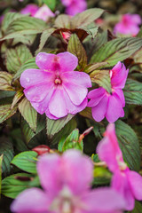Flower garden in the heart of Northern part of Thailand showcasing natural life and preserved flowers. Beautiful elegance with its class