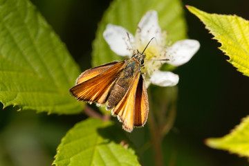Skipper butterfly (Ochlodes sylvanus)