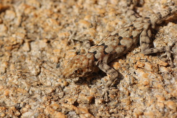 Gut getarn am Felsen