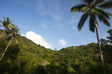 Fototapeta na wymiar Samui Island. A beautiful view of the green mountains. View of the jungle and palm trees. Clear sky.