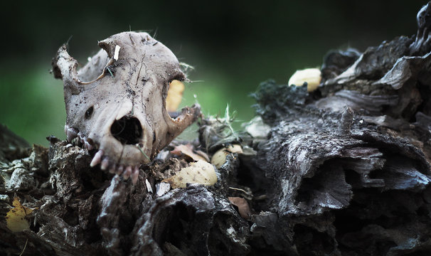 dead dog skull in the forest, scary frightening nightmare background