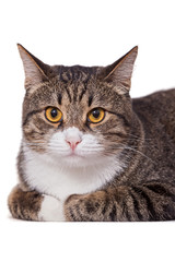 Big gray cat lazily lying