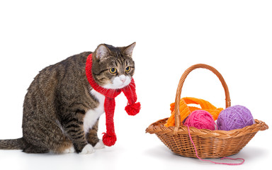 Fototapeta na wymiar Big gray cat in a red scarf