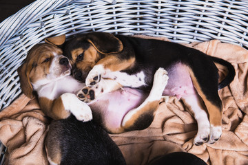 Two beagle puppy sleeps in basket