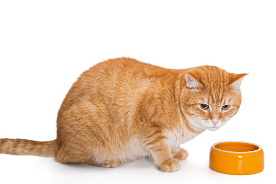 Red Cat Eating From The  Bowl