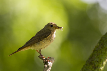 female common redstart (Phoenicurus phoenicurus) with feed for chicks.  common redstart (Phoenicurus phoenicurus)