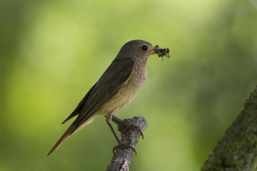 female common redstart (Phoenicurus phoenicurus) with feed for chicks.  common redstart (Phoenicurus phoenicurus)