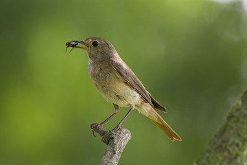 female common redstart (Phoenicurus phoenicurus) with feed for chicks.  common redstart (Phoenicurus phoenicurus)