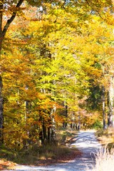 Weg in den goldenen Herbst