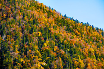 Herbstlicher Wald am Bergkamm