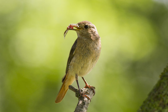 female common redstart (Phoenicurus phoenicurus) with feed for chicks.  common redstart (Phoenicurus phoenicurus)
