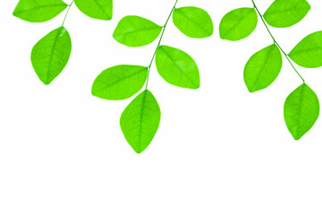 Green leaves  isolated on white background