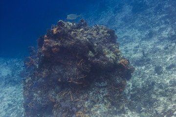 Naklejka na ściany i meble Cow fish on of coral reef