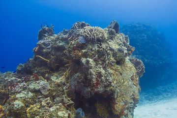 Naklejka na ściany i meble Coral reef outcrop