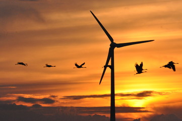 Naturschauspiel, Kraniche fliegen bei Sonnenuntergang am Himmel