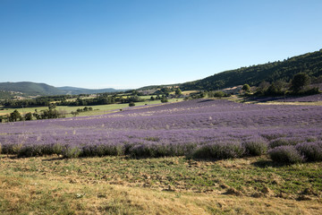 Lavender field in Provence, near Sault, France