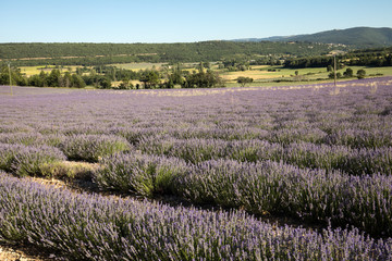 Fototapeta premium Lavender field in Provence, near Sault, France