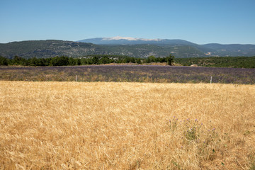 Cornfield and lavender fields near Sault and Mont Ventoux in the background. Provence, France