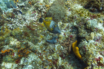 Fototapeta na wymiar whitespotted filefish in a reef