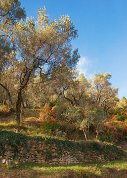 Grove of olive trees on the mountainside in a sunny autumn day. Montenegro. Free space for text