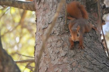 Sciurus vulgaris. Red squirrel is going down by a pine tree while look at the camera. Wildlife inside of mediterranean forest. Soft focus. Limited light due to the shadow of the trees.