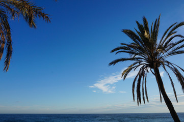 Fototapeta na wymiar Palm tree and the mediterranean sea