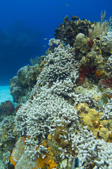 Naklejka na ściany i meble Dying coral reef with fish