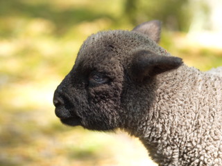 Obraz premium Lamm- Portrait
