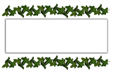 green ivy leaves frame