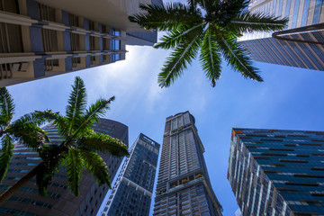 Fototapeta na wymiar Skyscrapers and Palm Trees