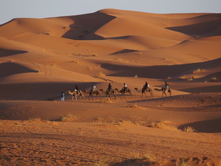 The camel tour in the Sahara dunes in Merzouga, Africa