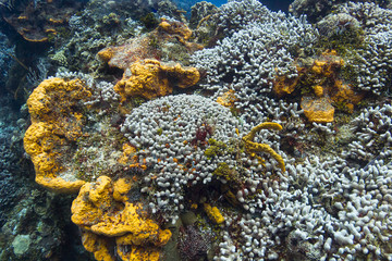 Bleach coral and sponge