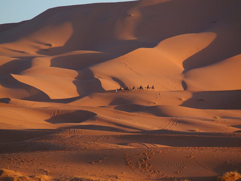 The camel tour in the Sahara dunes in Merzouga, Africa