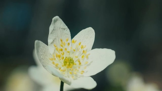 Anemone Asherah, wood anemone (Anemone nemorosa), virgin flower, fresh spring flower closeup
