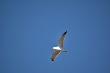 Obraz premium Seagull flying with wings wide open.