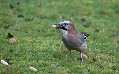 Eichelhäher sammelt Erdnüsse