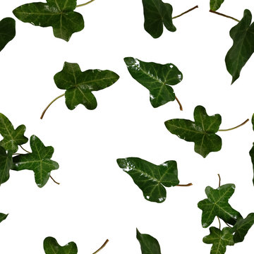 green leaves ivy seamless pattern