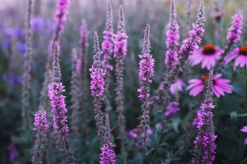 Obraz premium Purple loosestrife flowers