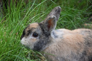 Zwergkaninchen im Gras 5