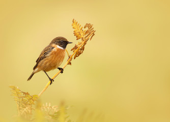 European stonechat perching on a fern branch against clear background, UK.
