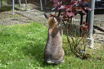 Zwergkaninchen knabbert an Rose