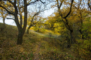 Obraz premium The path, strewn with leaves, passes through the autumn oak grove.