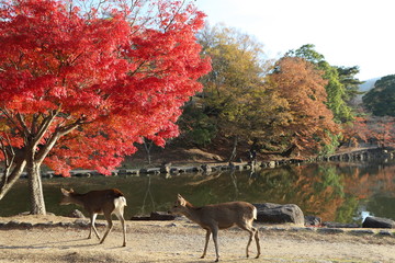 奈良公園　鹿と紅葉