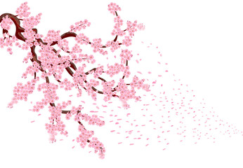 Sakura with flying petals. Lush curved branches of a cherry tree with pink small flowers and cherry buds. illustrator isolated