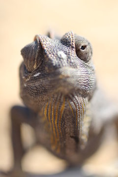 Camelion-Bilder: Stock-Fotos & -Videos. | Adobe Stock