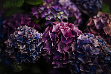 Purple Flowers