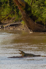 Resting in the shallows crocodile. Tanzania, Africa