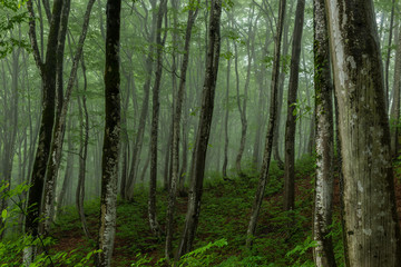 Fototapeta premium ブナ林 / 美人林 新潟県